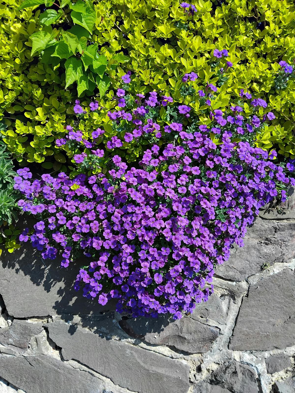 Vilka blommor att plantera på kyrkogården / foto pexels.com