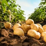 behandla-potatis-med-en-hemlagad-losning-fore-plantering-och-du.webp.webp