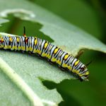 5 skäl till varför växter kan ha håliga blad och