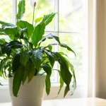 blomning-aret-runt-hur-man-transplanterar-spathiphyllum-pa-ratt-satt.webp.webp