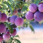 aven-ett-gammalt-plommontrad-kommer-att-ge-hinkar-med-frukt.webp.webp