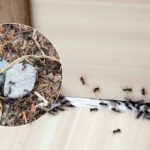 Adjö, irriterande skadedjur: hur man kan bli av med myror en gång för alla Adjö, irriterande skadedjur: hur man kan bli av med myror