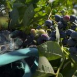 Blåbär tål frost: trädgårdsmästaren avslöjade de viktigaste höstvårdshemligheterna