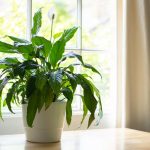 Blomning året runt: hur man transplanterar spathiphyllum på rätt sätt