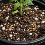 Ett misstag i jordens sammansättning kan förstöra din tomatskörd redan i mars ett-misstag-i-jordens-sammansattning-kan-forstora-din-tomatskord-redan.png