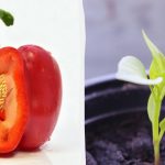 Frön växer snabbare: vad du ska blötlägga tomater, paprika och