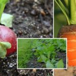 Grönsaksträdgården i september: vad man ska så för att njuta av gröna och grönsaker före vintern Grönsaksträdgården i september: vad man ska så för att njuta