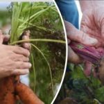 Gynnsamma dagar: när ska man gräva upp morötter och rödbetor