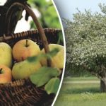 Inget behov av att skära ner: hur man föryngrar ett gammalt äppelträd Inget behov av att skära ner: hur man föryngrar ett