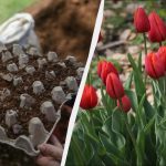 Kloka blomsterodlare planterade tulpaner i äggbrickor: sängen ser fantastisk ut