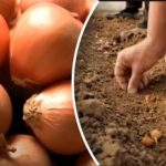 Lök växer flera gånger bättre: en trädgårdsmästare har avslöjat en