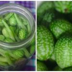 Minimeloner på sängen: hur man odlar mexikansk gurka och vad