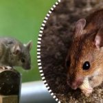 Råttor och möss kommer att sprida sig och försvinna för alltid om du lämnar en produkt åt dem att äta Råttor och möss kommer att sprida sig och försvinna för