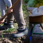 Såningskalender för september 2025: vad man ska göra i trädgården och i grönsaksgården Såningskalender för september 2025: vad man ska göra i trädgården