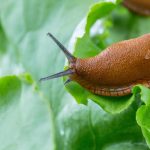 Sniglar förstörde trädgården tills en enda blomma planterades i den: