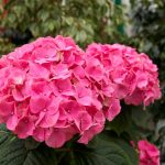 Vad man ska mata hortensia tidigt på våren: blommor blir