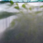 Varför paprika i växthuset blommar men inte producerar frukt varfor-paprika-i-vaxthuset-blommar-men-inte-producerar-frukt.png