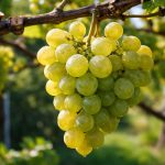 Varför vårbeskärning förvandlar sura druvor till sockerklasar varfor-varbeskarning-forvandlar-sura-druvor-till-sockerklasar.png