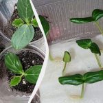 Väx snabbare än alla dina grannar: 5 sätt att grodda gurkfrön Väx snabbare än alla dina grannar: 5 sätt att grodda