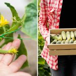 Vilka gurkor som ska planteras 2026: dessa hybrider ger de