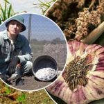 Vitlök kommer att växa som jäst: hur man förbereder sängarna